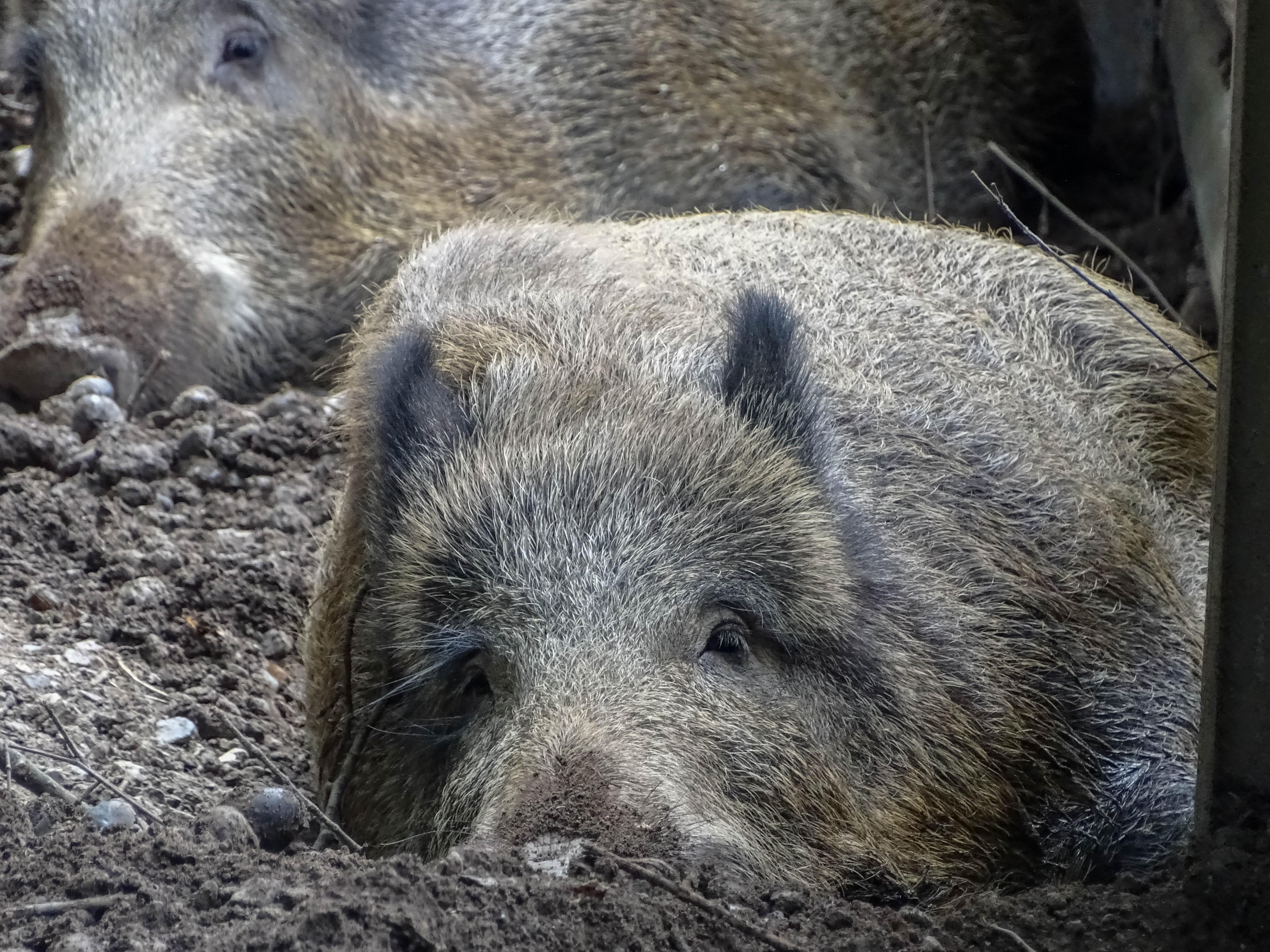 Two wild boars resting on the ground, with the foreground boar looking directly at the camera. The boars have coarse, grayish-brown fur and are partially covered by mud. They are in a natural, muddy habitat.