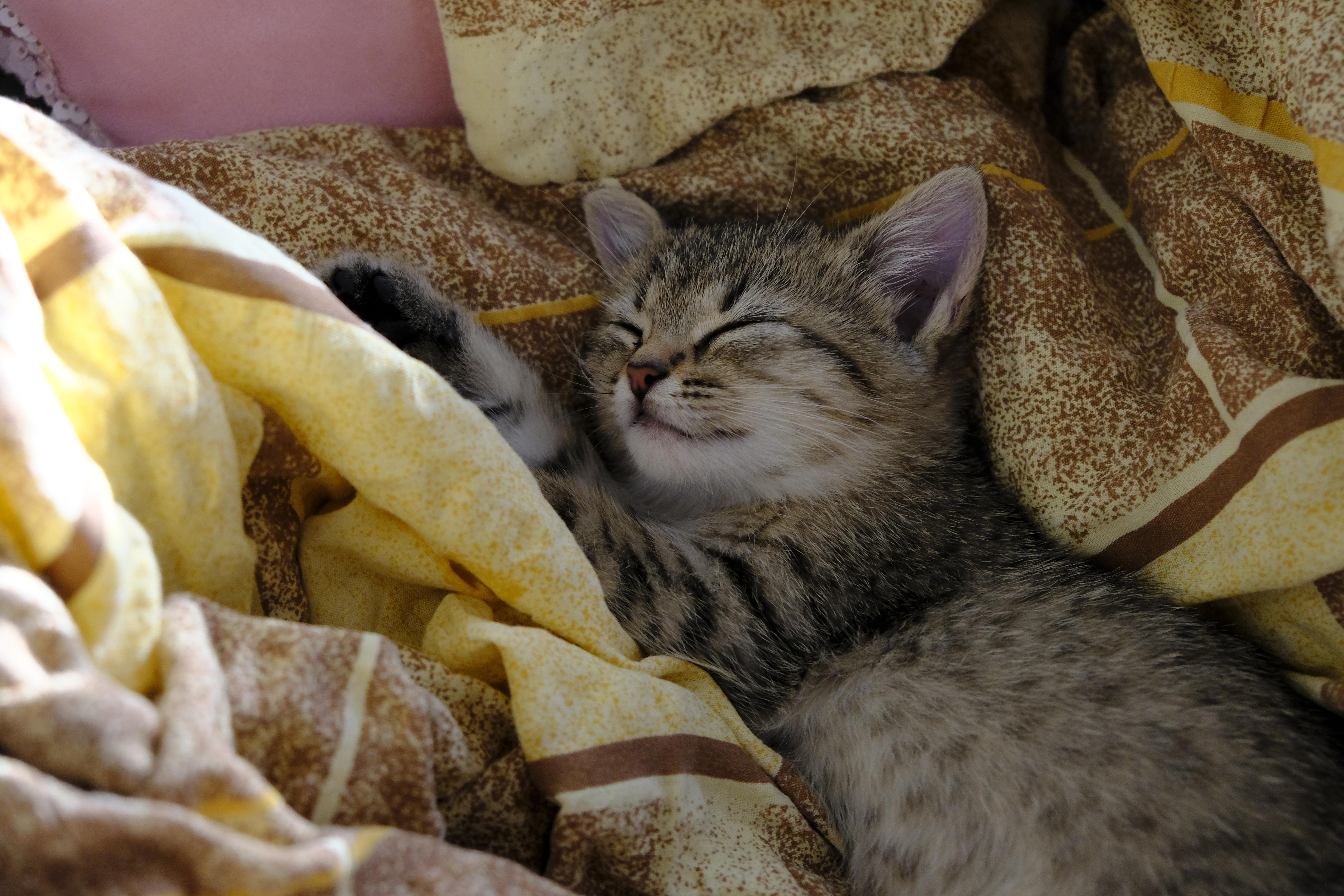 A tabby kitten sleeps curled up among folds of a multicolored blanket with a yellow and brown pattern. The kitten's eyes are closed, and one paw is raised beside its face.