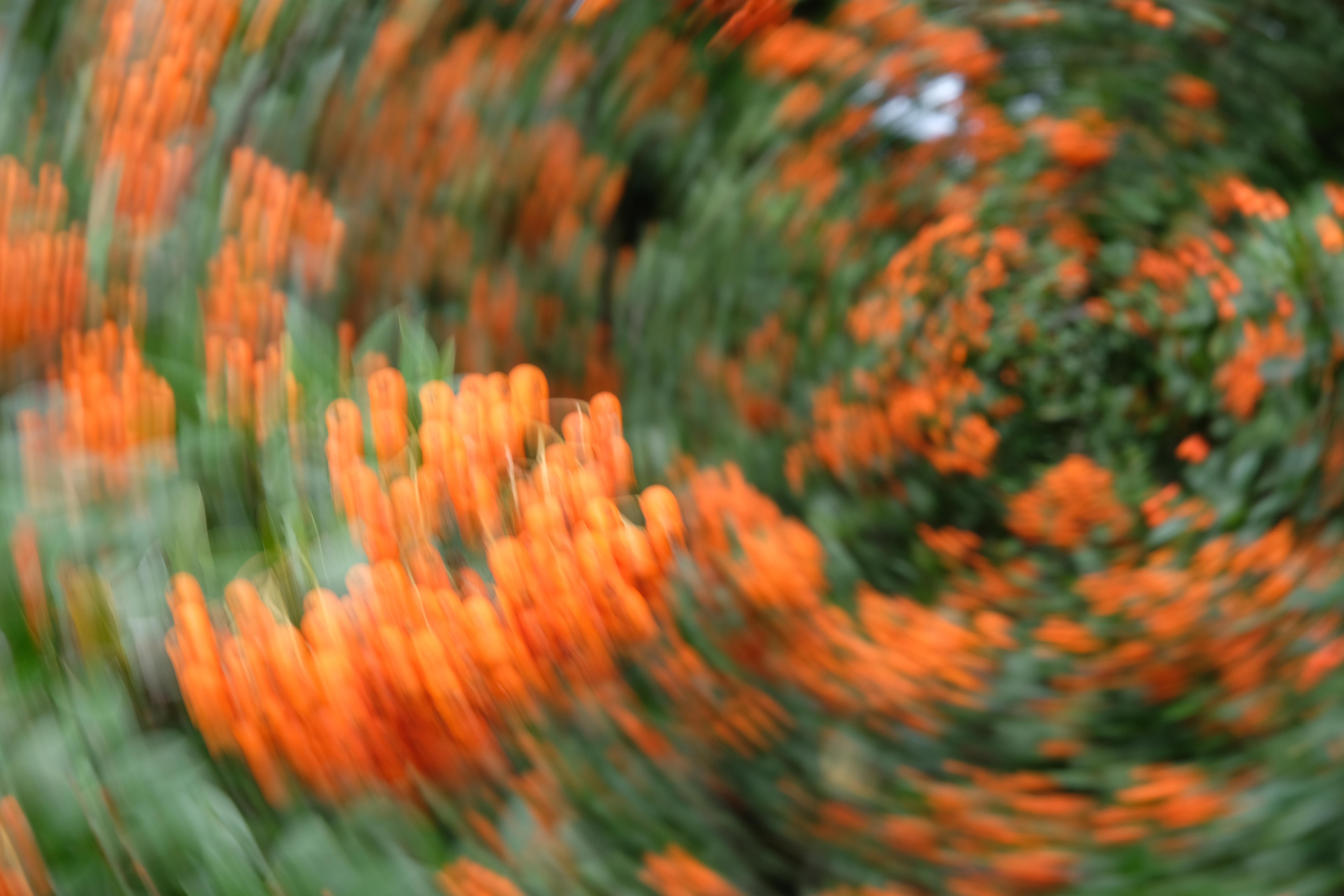Blurred image of orange berries with a swirling effect