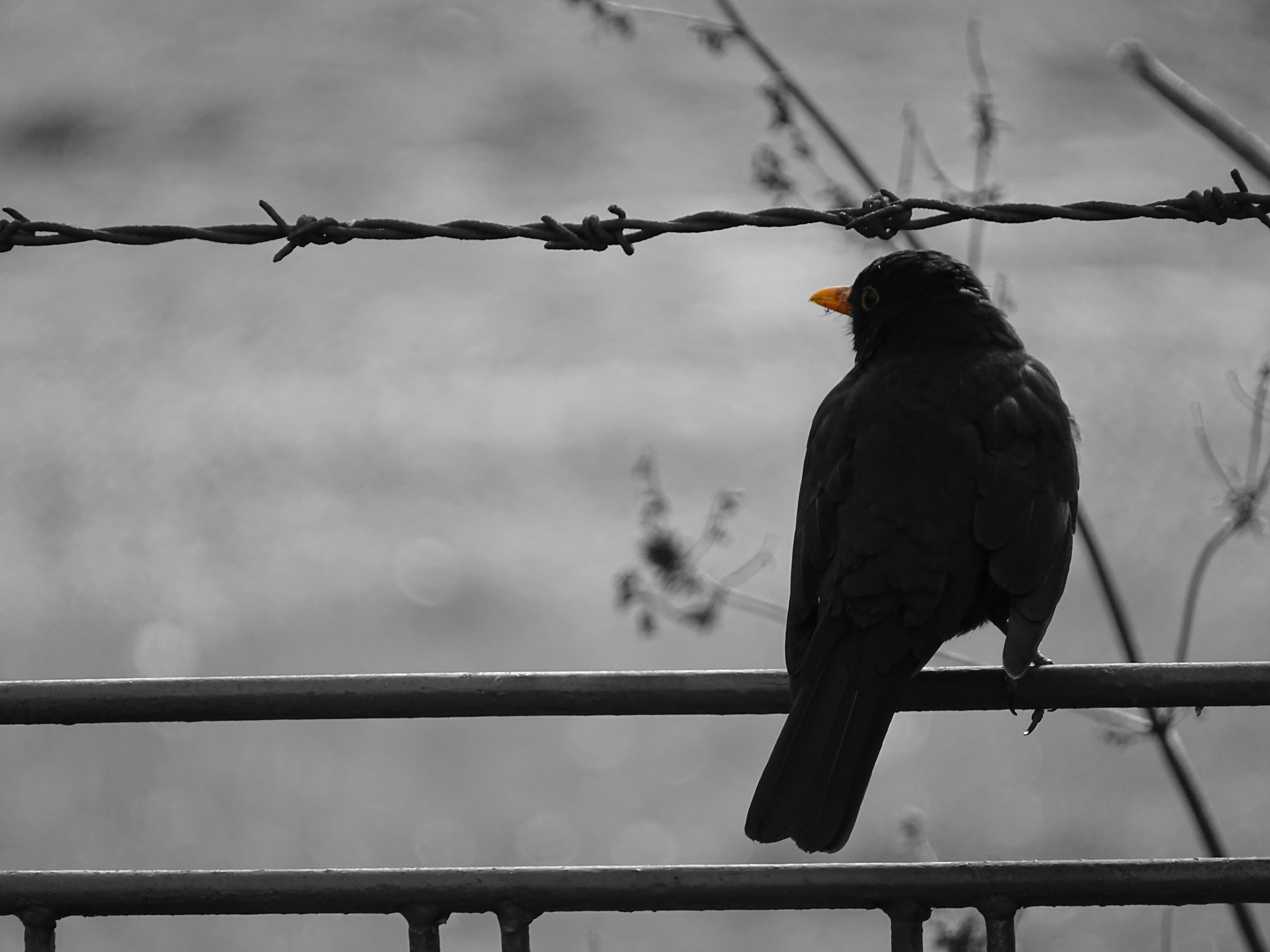 Black and white image of a blackbird perched on a metallic railing, with a background softly blurred featuring an out-of-focus grassy field with a few bokeh light spots. The bird faces left and stands out with its vibrant orange beak, set against the backdrop of a barbed wire running parallel above it.