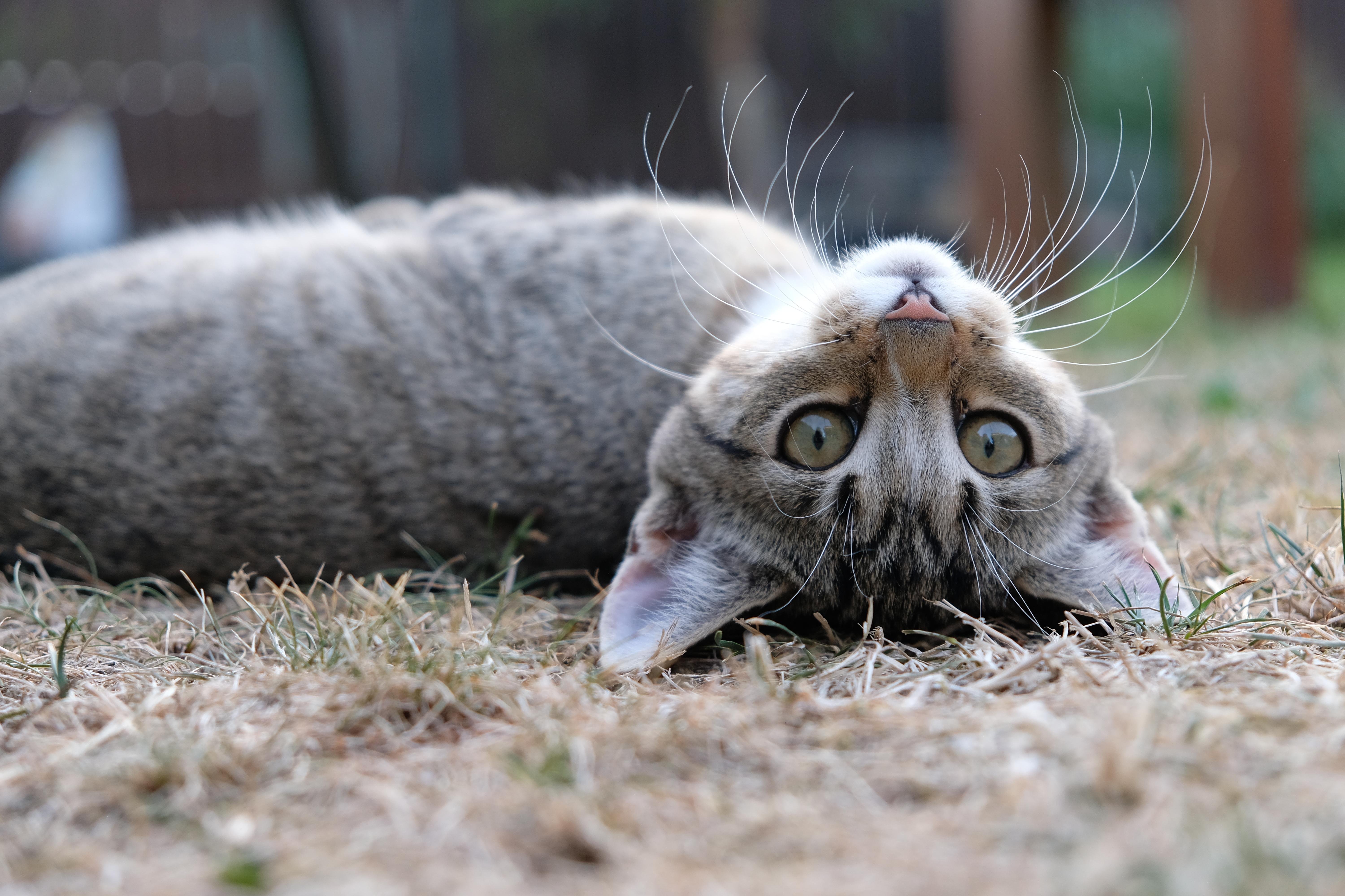 A tabby cat lying on its back on dry grass, looking directly at the camera with a playful expression, upside down. Its ears are flat against the ground and its whiskers spread out, highlighting its alert gaze.