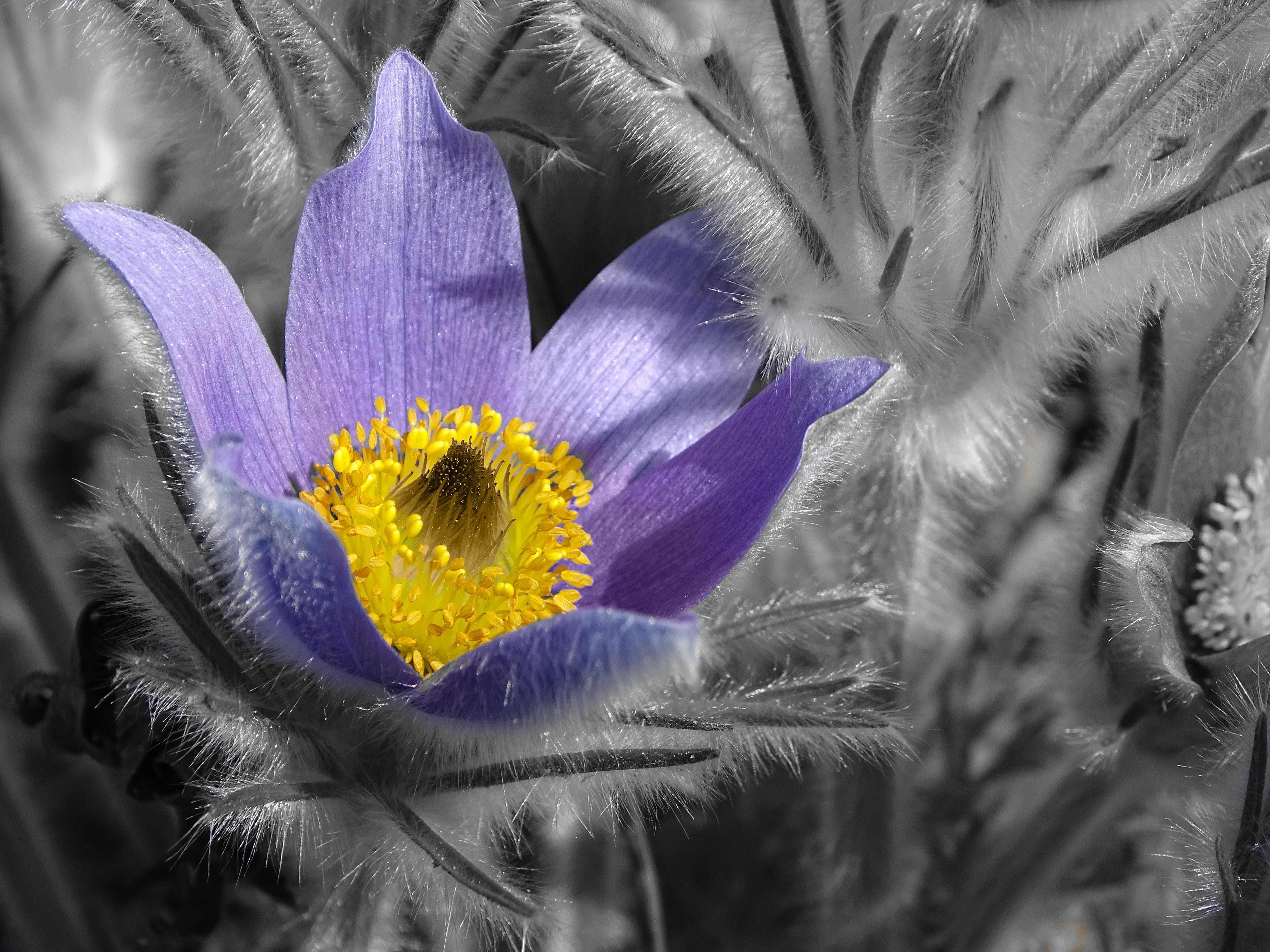 Color highlighted close-up of a purple and yellow flower surrounded by gray-toned leaves and flora, focusing prominently on the vibrant petals and central yellow stamens. The flower's soft textures and delicate details are contrasted against a selectively desaturated background.