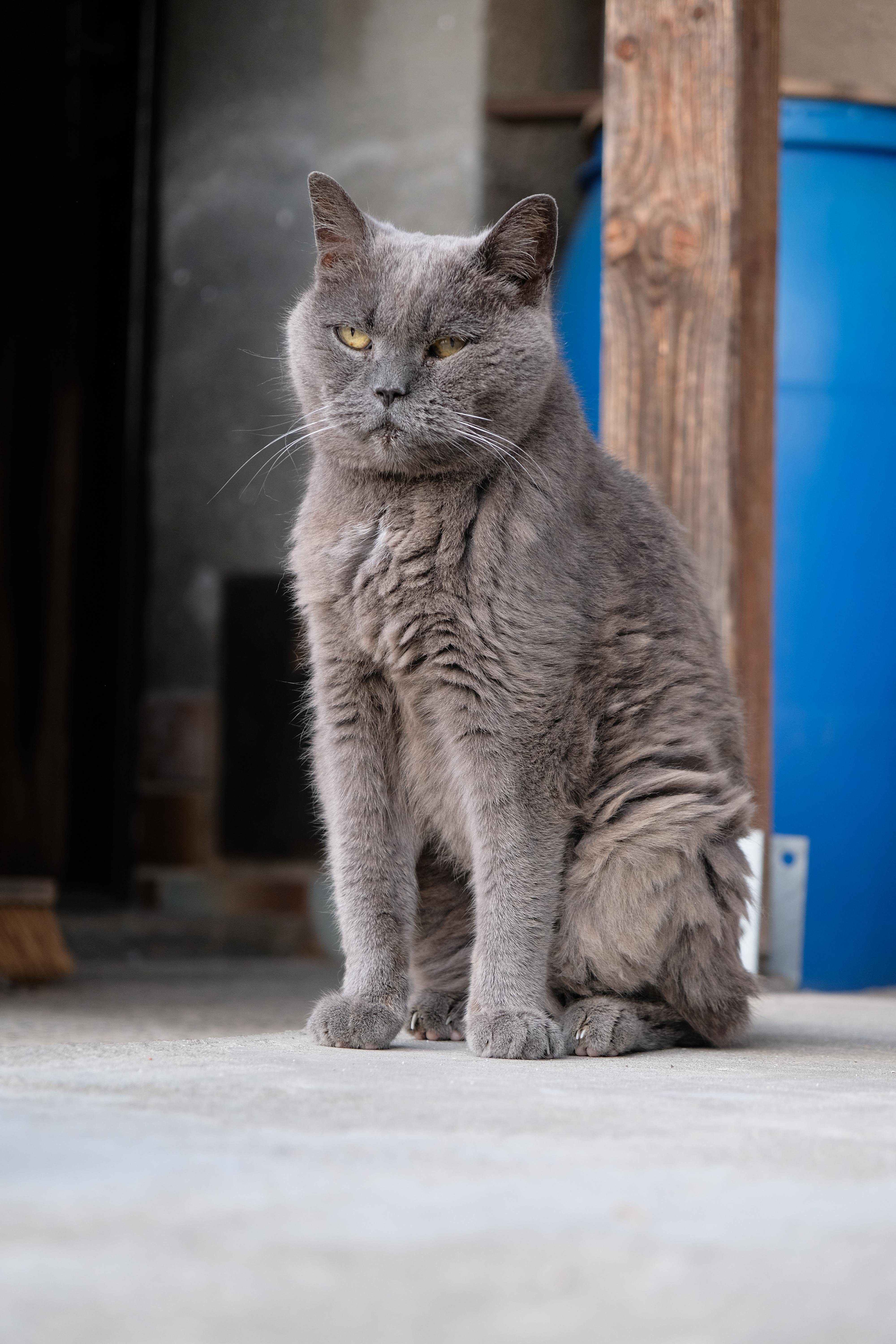 A gray British shorthair cat standing on a concrete floor, with a soft bokeh background featuring a blue barrel and a wooden vertical beam. The cat is calm, with its eyes half-shut, and its fur is dense but a bit clumped. The cat is old and has a bit of trouble keeping its fur in good condition.