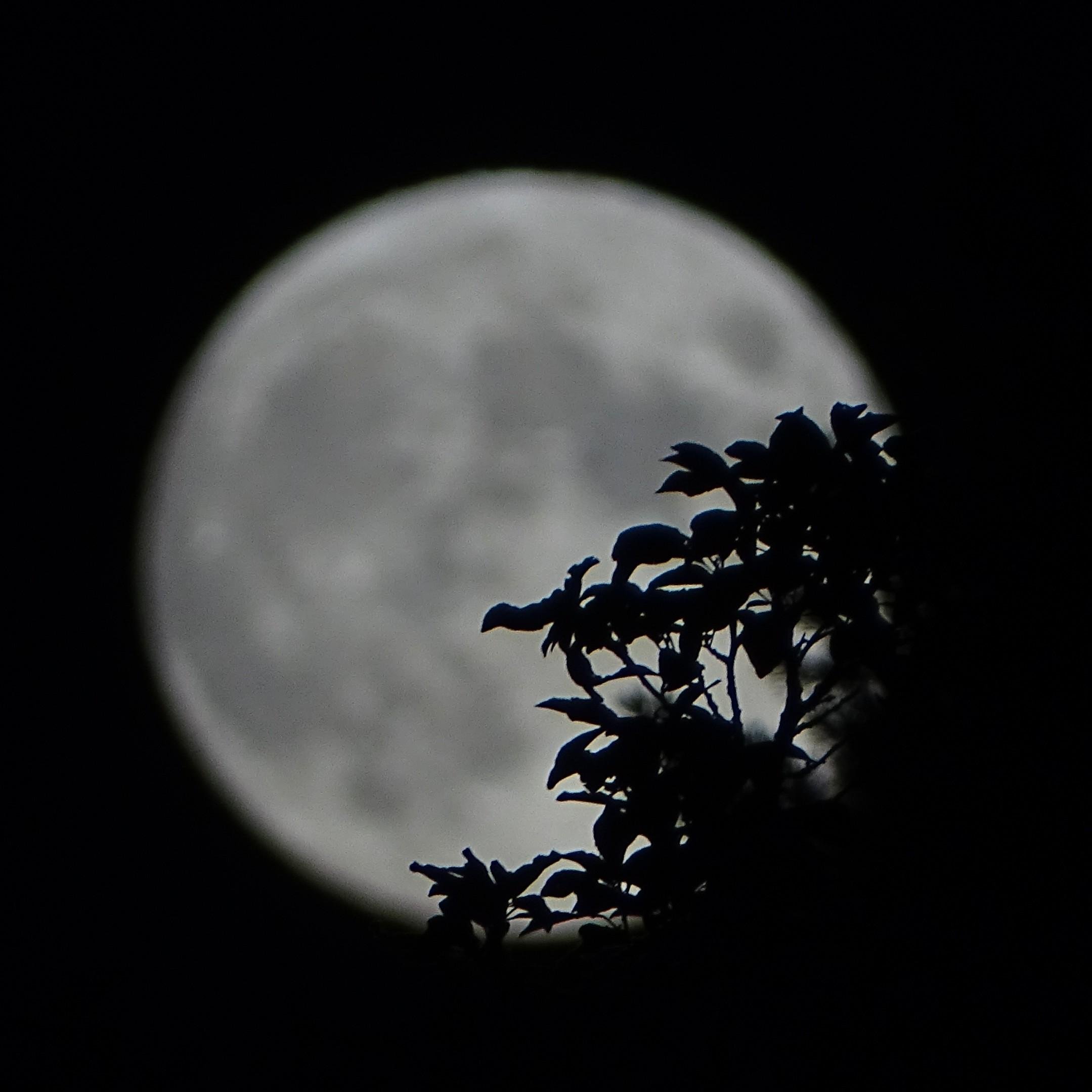 Full moon partially obscured by the silhouette of leafy branches in the foreground, set against a dark sky.